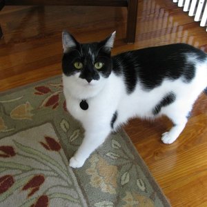 Fundraising Page: Ron Pitt